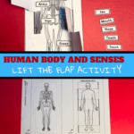 human body senses labelling activity