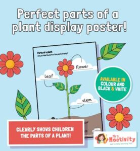 Parts Of A Plant Display Poster | Mrs Mactivity