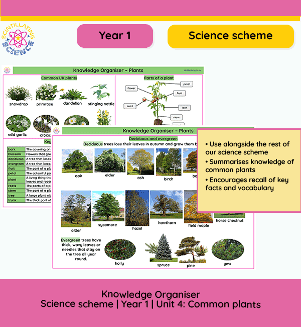Year 1 Science Knowledge Organiser – Common Plants vocabulary and visuals